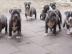 American Pitbull Welpen Blueline Bluelin