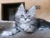 Reinrassige Maine-Coon-K�tzchen