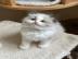 Reinrassige Maine-Coon-K�tzchen