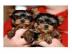 Yorkie Welpen verf�gbar
