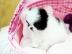 Wir haben Wundersch�ne S��e Pomeranian