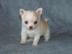 Wundersch�ne Chihuahua Welpen mit Papier