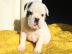 Franz�sische Bulldoggen Welpen aus seri�