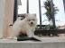 Pomeranian H�ndin  zu vermitteln / nur a