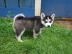 Reinrassige Blue Eye Siberian Husky Welp
