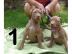 American Pit Bull Terrier Red Nose Welpe