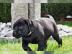 Labradorwelpen - Traumhafte Labradorbaby