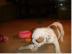 Englische Bulldoggen Welpen 8 Wochen alt