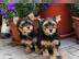 Yorkie welpen R�den & H�ndinnen