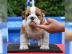 Englisch Bulldoggen Welpen suchen ein Zu