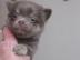 Chihuahua lila und schocko Welpen