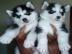 Siberian Husky Welpen mit blauen augen. W