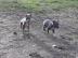 S��e Pitbull Blueline welpen