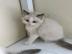 Ragdoll-Katzen zur Adoption