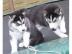 Reinrassige Siberian Husky Welpen