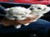 Malteser Welpen 12 Wochen
