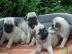 Mops Welpen mit FCI-Ahnentafel