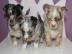 Bildh�bsche Chihuahua Welpen in kurz & L