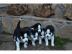 Wundersch�nen Siberian Husky Welpen