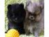Sch�ne Pommerania Welpen zur Annahme