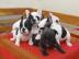 Fran�sische Bulldoggen 4 Jungs und 3 M�d