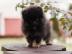 Pomeranian/whatsapp +491732426064