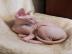 m?nnlicher und weiblicher Sphynx. . . 