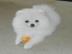 Zwergspitz / Pomeranian