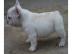 Franz�sisch Bulldog Welpen mit Papiere