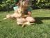 Golden Retriever welpen zu verkaufen