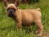 Franz�sische Bulldog Welpen mit Papieren