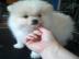 Zwergspitz Pomerania  welpen