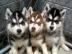 3 Siberian Husky Welpen (2 R�den und 1 H