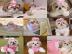 Shih Tzu Welpen