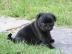 Mops Welpen