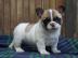 Fantastische Franz�sisch Bulldog Welpen