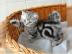 Bkh Kitten! Whiskaslook.  Black Silver ta