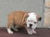 Super Engl.  Bulldog Welpen mit Ahnentafe