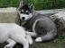 Sechs Siberian Husky Welpen von den sech