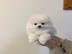 Wundersch?Pomeranian Welpen mit Ahne