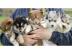 pomsky Welpen suchen sportliches Zuhause