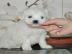wundersch?ne Mini Corgi Babys bereit zur