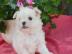 S�sse Malteser Welpen