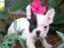 *Super S��er Franz�sische Bulldoggen Wel