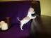Extra-Mini-Chihuahuawelpen 200 euros!