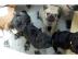 Mops/ M�pse aus liebevoller Hobby