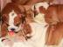 Englische Buldogge wundersch�ne Rassehun