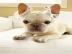Verspielte franz?sische Bulldoggenwelpen