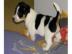 Zuckers��er Jack Russel Welpe