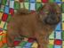 Chow Chow Welpen zu verkaufen
